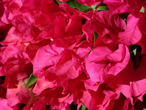 Dichter Busch aus pinkfarbenen Bougainvillea-Hochblättern, dazwischen einzelne grüne Blätter
