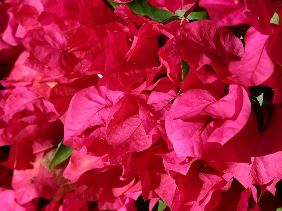 Dichter Busch aus pinkfarbenen Bougainvillea-Hochblättern, dazwischen einzelne grüne Blätter