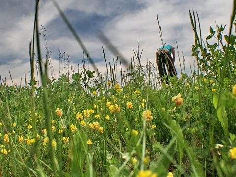 Blick aus tiefer Perspektive durch hohes grünes Gras auf eine Wiese mit gelben Blüten, im Hintergrund eine Person in Blau und Schwarz, darüber ein bewölkter Himmel.