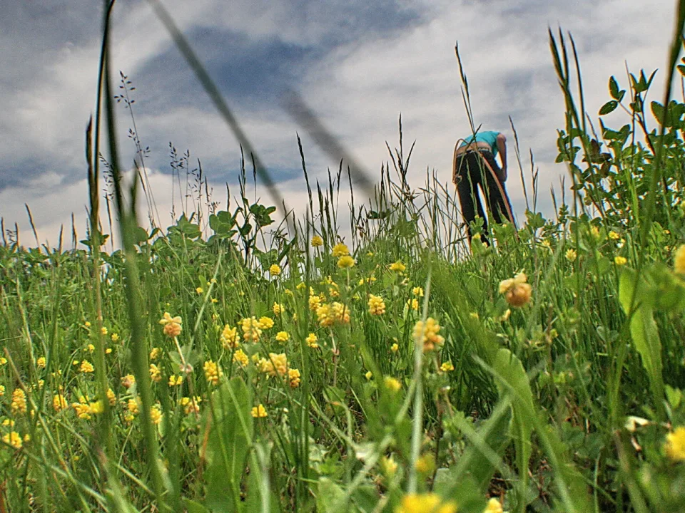 Blick aus tiefer Perspektive durch hohes grünes Gras auf eine Wiese mit gelben Blüten, im Hintergrund eine Person in Blau und Schwarz, darüber ein bewölkter Himmel.