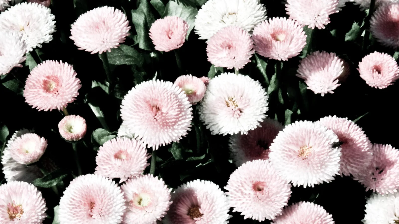 Dichtes Feld aus rosa und weißen Bellis-Blüten mit pomponartigen Blütenköpfen vor dunklem Laub