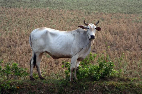 Eine weiße Kuh mit braunen Ohren und Hörnern steht seitlich an einem Strick auf einem brachliegenden, braun-grünen Feld, im Vordergrund Büsche und Gras.