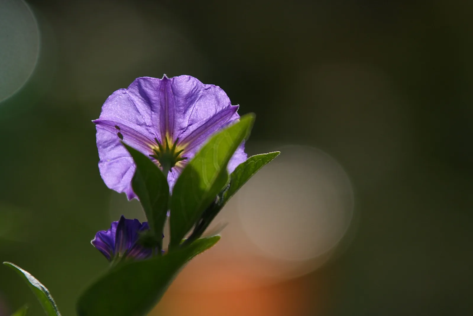 Violette Blüte mit gelber Mitte an einem grünen Zweig vor dunklem, unscharfem Hintergrund, von hinten beleuchtet.