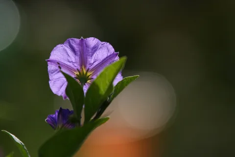Violette Blüte mit gelber Mitte an einem grünen Zweig vor dunklem, unscharfem Hintergrund, von hinten beleuchtet.