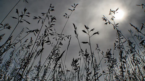 Silhouetten hoher Grashalme mit Ähren vor einem bewölkten Himmel, im Hintergrund scheint die Sonne durch die Wolken.
