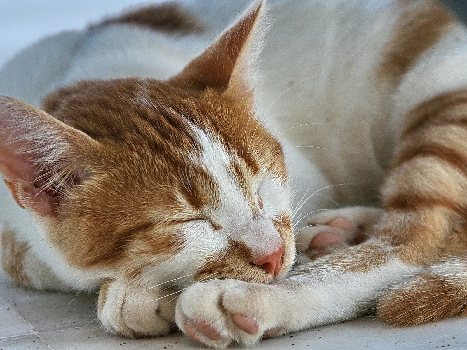 Eine rot-weiß getigerte Katze schläft eingerollt, der Kopf liegt auf den Vorderpfoten, die Augen sind geschlossen.