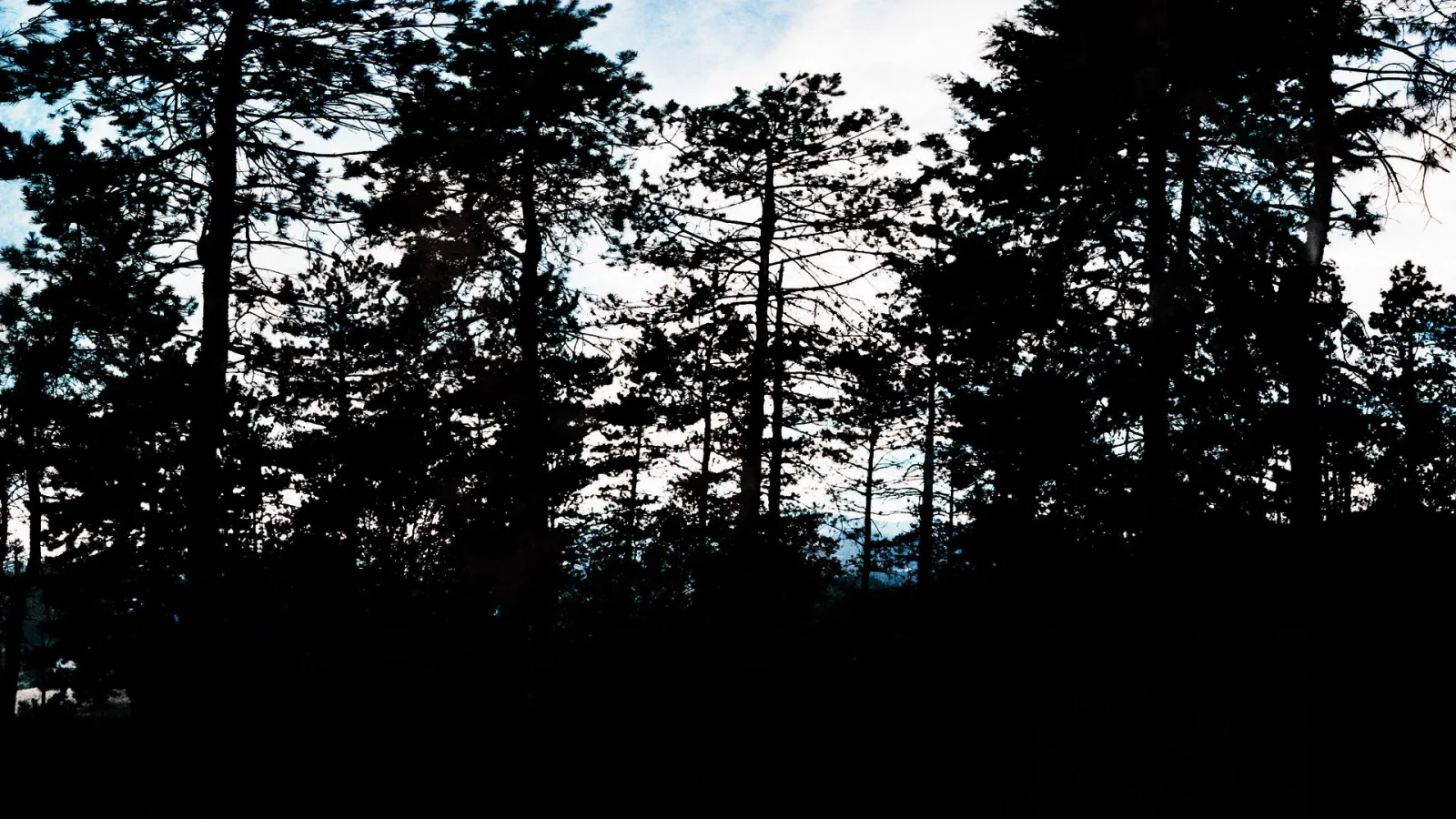 Dunkle Silhouetten hoher Kiefern vor einem hellen, bläulichen Himmel, im Vordergrund fast schwarzer Boden.