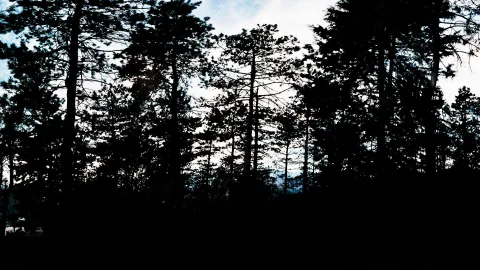 Dunkle Silhouetten hoher Kiefern vor einem hellen, bläulichen Himmel, im Vordergrund fast schwarzer Boden.