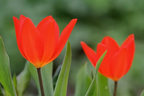 Zwei leuchtend rote Tulpen mit grünen Blättern vor einem unscharf grün gehaltenen Hintergrund, die linke Blüte steht im Vordergrund.