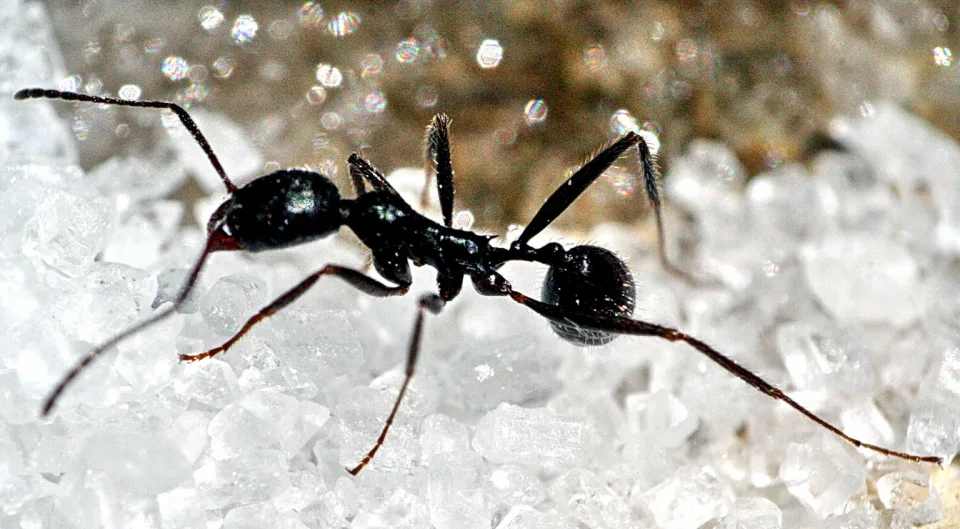 Schwarze Ameise läuft über weiße Kristalle, im Hintergrund glitzernde Lichtpunkte.