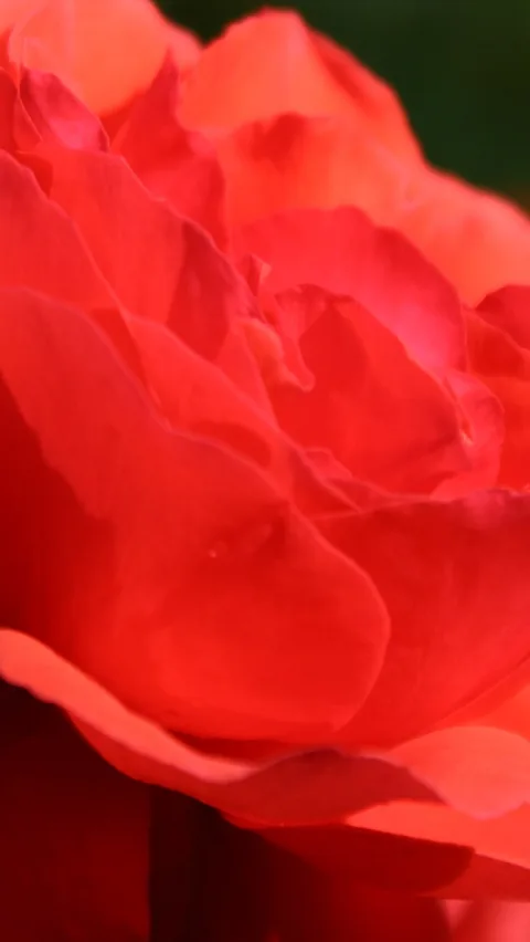 Nahaufnahme einer leuchtend roten Rose mit mehreren übereinanderliegenden Blütenblättern, im Hintergrund dunkles Grün.