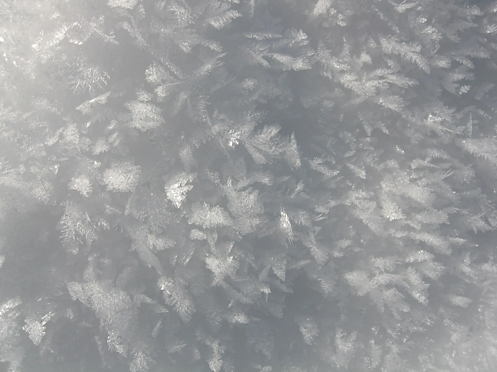 Nahaufnahme einer gefrorenen Fläche, bedeckt mit vielen kleinen, verzweigten Eiskristallen in Silber und Grau.