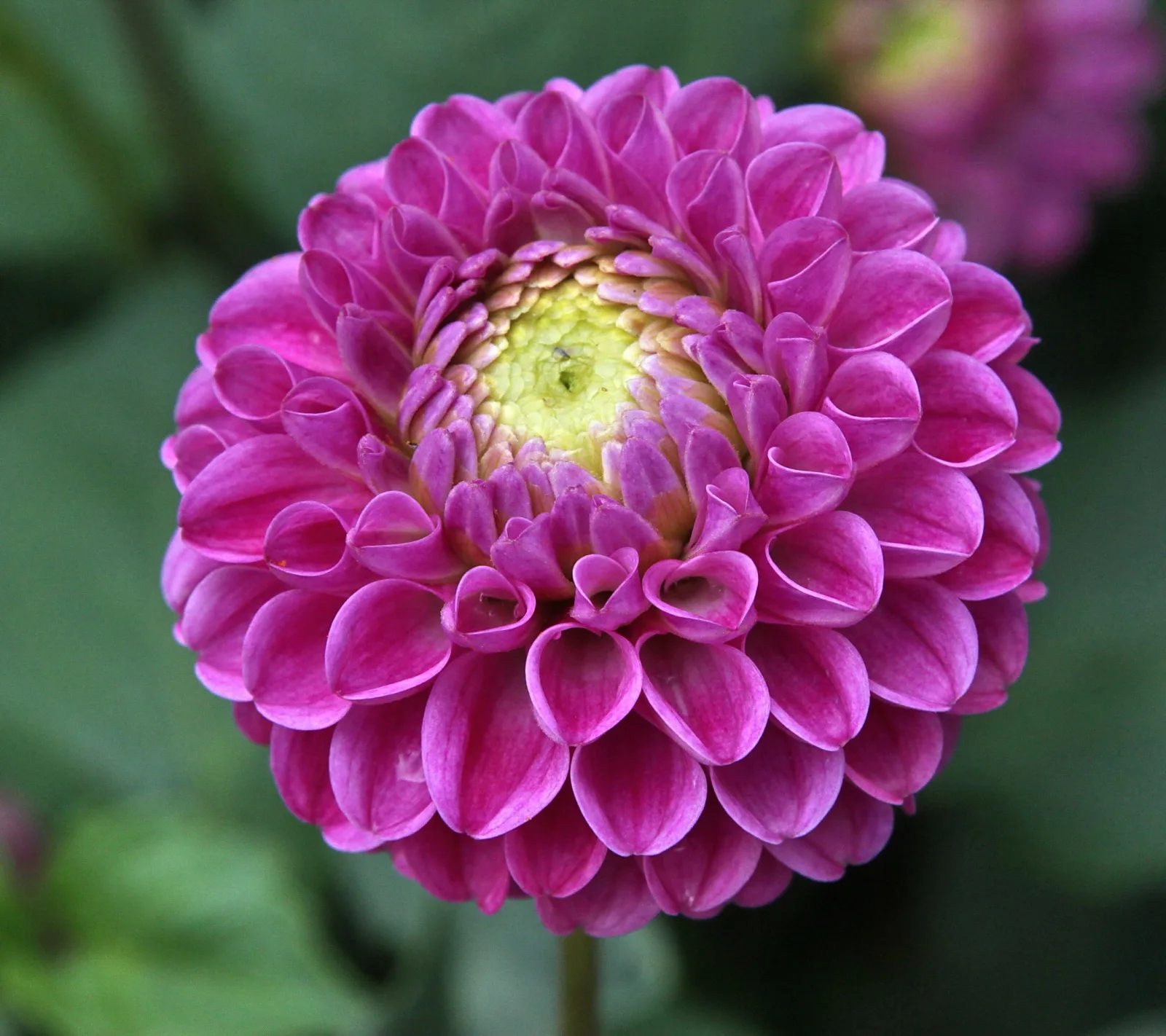 Nahaufnahme einer pinkfarbenen Dahlienblüte mit dicht gefalteten Blütenblättern und gelbgrünem Zentrum vor dunkelgrünem Hintergrund.