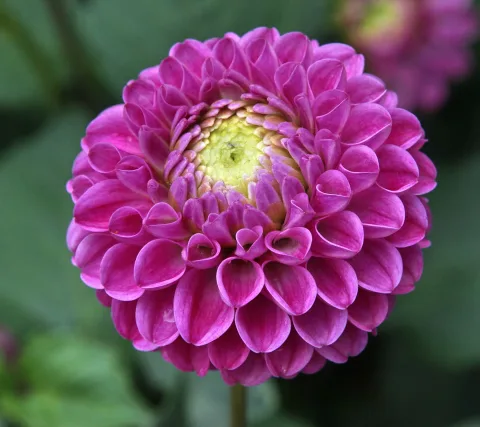 Nahaufnahme einer pinkfarbenen Dahlienblüte mit dicht gefalteten Blütenblättern und gelbgrünem Zentrum vor dunkelgrünem Hintergrund.