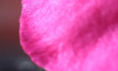 Nahaufnahme einer pinkfarbenen Blütenblattkante mit unscharfem dunklem Hintergrund links.