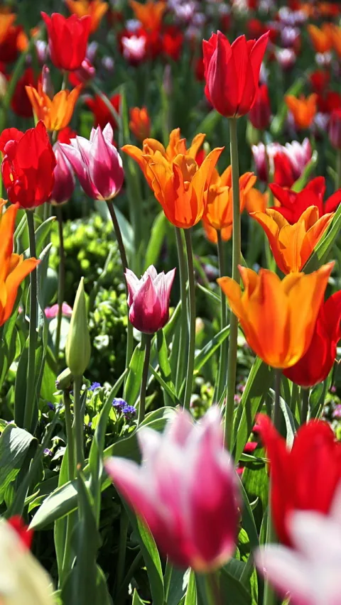 Dichte Wiese aus roten, orangefarbenen und pinkfarbenen Tulpen mit grünen Stielen und Blättern im Sonnenlicht, im Vordergrund eine angeschnittene rosa-weiße Tulpe.