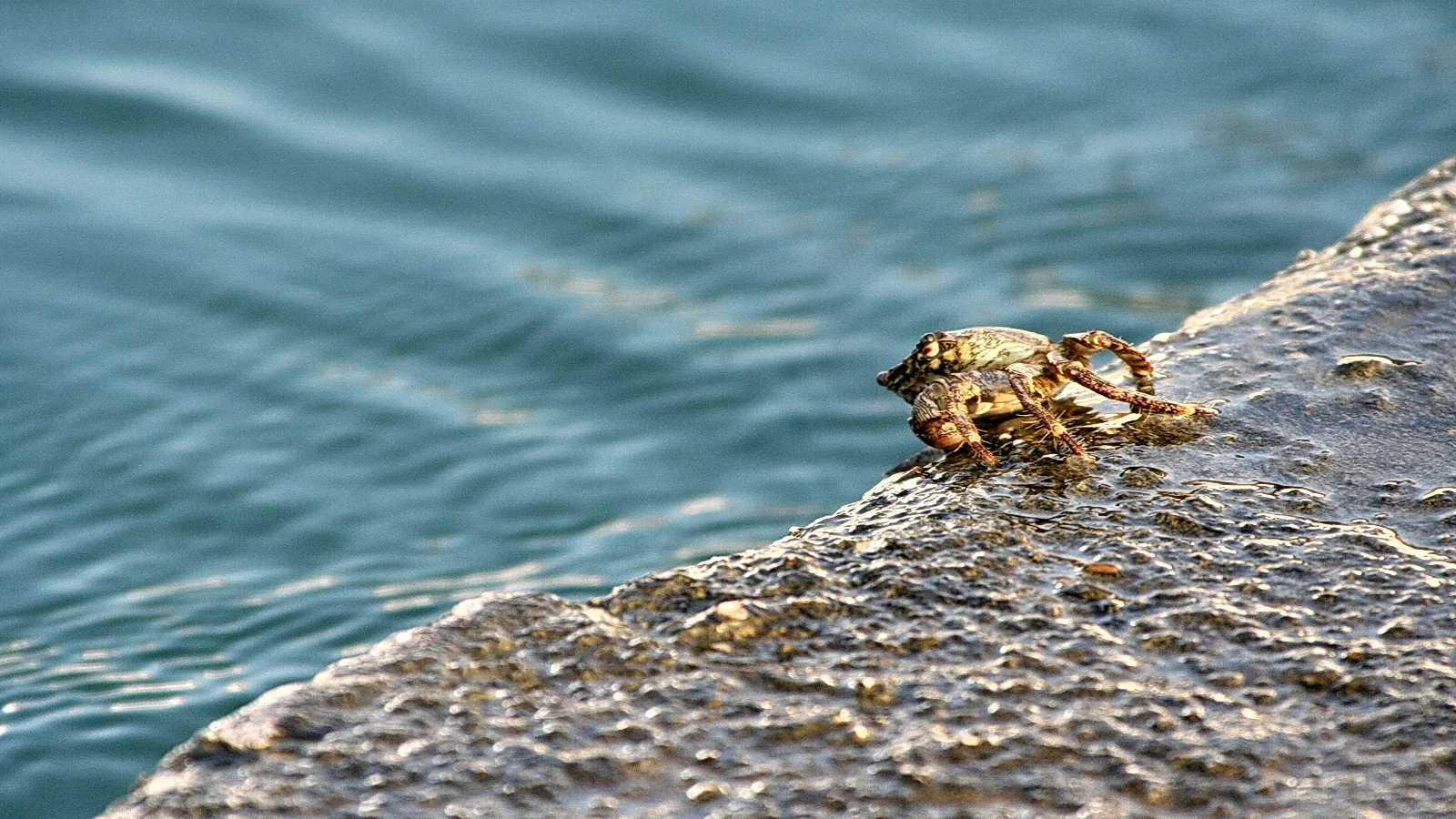 Eine braune Krabbe sitzt auf einem nassen Felsen am Rand von blaugrünem Wasser.