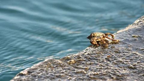 Eine braune Krabbe sitzt auf einem nassen Felsen am Rand von blaugrünem Wasser.