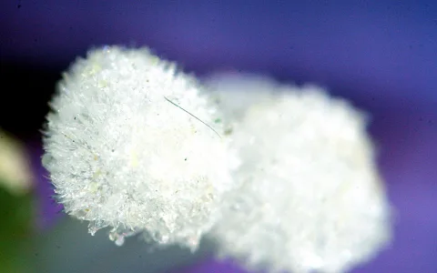 Zwei weiße, flauschige Kugeln mit feinen Härchen und Tröpfchen vor violettem, unscharfem Hintergrund, Makroaufnahme