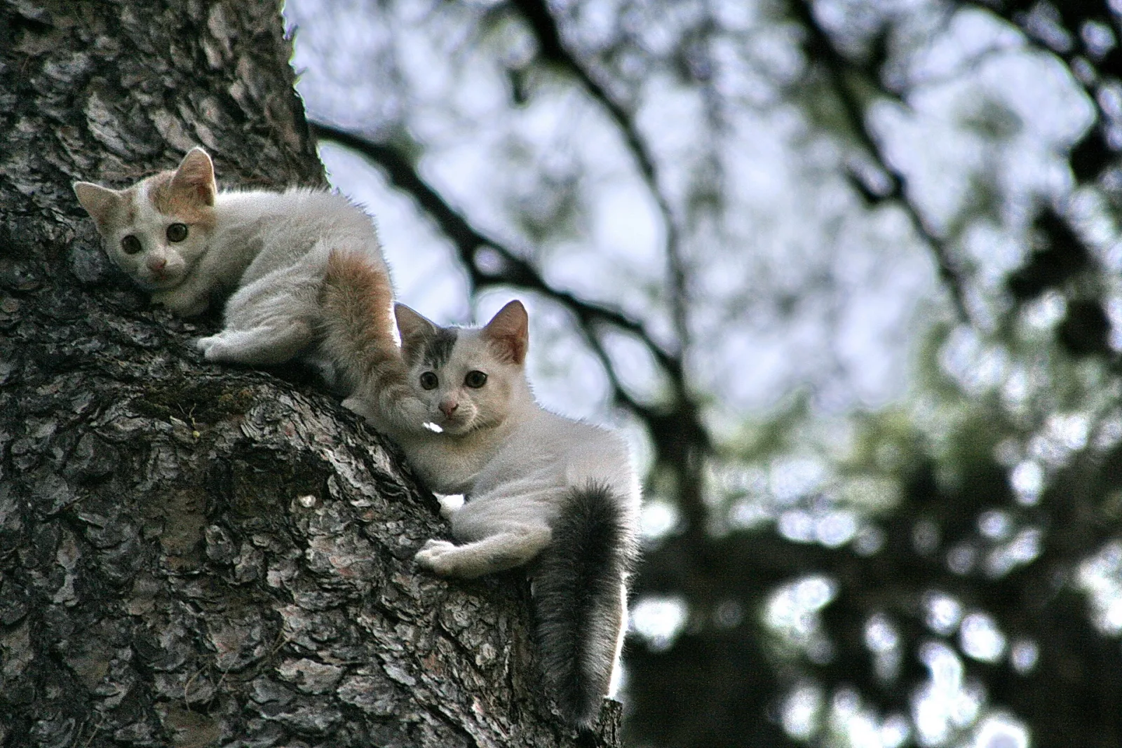 Zwei junge Katzen, eine weiß-orange, eine weiß-grau getigert, klettern an einem rauen Baumstamm hoch und blicken in die Kamera. Im Hintergrund unscharfes Geäst vor hellem Himmel.