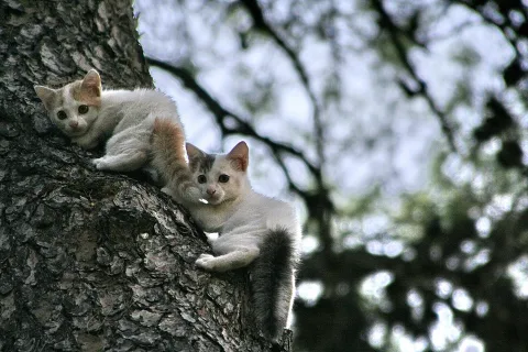 Zwei junge Katzen, eine weiß-orange, eine weiß-grau getigert, klettern an einem rauen Baumstamm hoch und blicken in die Kamera. Im Hintergrund unscharfes Geäst vor hellem Himmel.