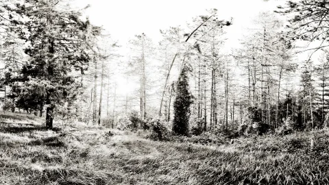 Schwarzweißes Foto eines lichten Waldes mit Nadelbäumen, kahlen Stämmen und einem efeuberankten Baum, davor eine hohe Wiese mit Gestrüpp.