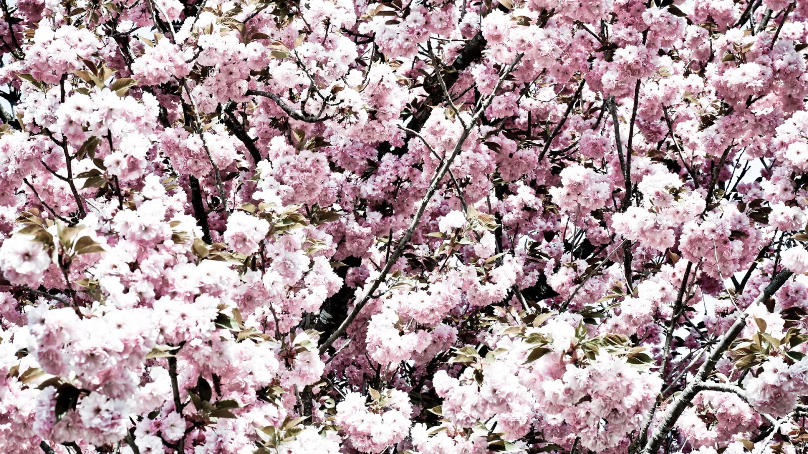 Zweige eines Kirschbaums, dicht besetzt mit rosa und weißen Blüten, dazwischen dunkle Äste und grünliche Blätter.