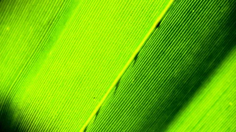 Nahaufnahme einer grünen Blattfläche mit dicht parallel verlaufenden Blattadern und einer hellen Mittelrippe, die diagonal durchs Bild läuft.