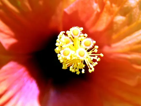 Nahaufnahme einer roten Hibiskusblüte mit gelben Staubbeuteln in der Mitte.