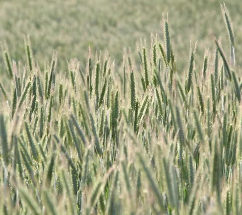 Viele grüne Getreideähren ragen dicht nebeneinander aus einem Feld, im Vordergrund scharf, im Hintergrund unscharf.