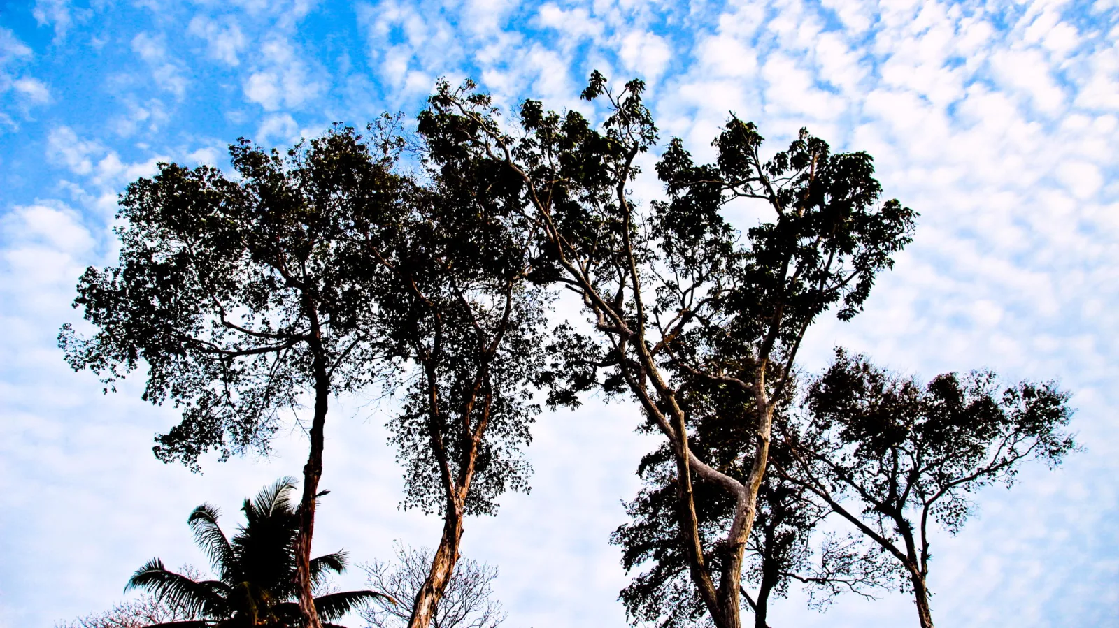 Blick von unten auf mehrere hohe Bäume mit dichten Kronen vor einem blauen Himmel mit weißer Schäfchenwolkendecke, links im Bild eine Palme.