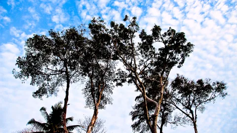 Blick von unten auf mehrere hohe Bäume mit dichten Kronen vor einem blauen Himmel mit weißer Schäfchenwolkendecke, links im Bild eine Palme.