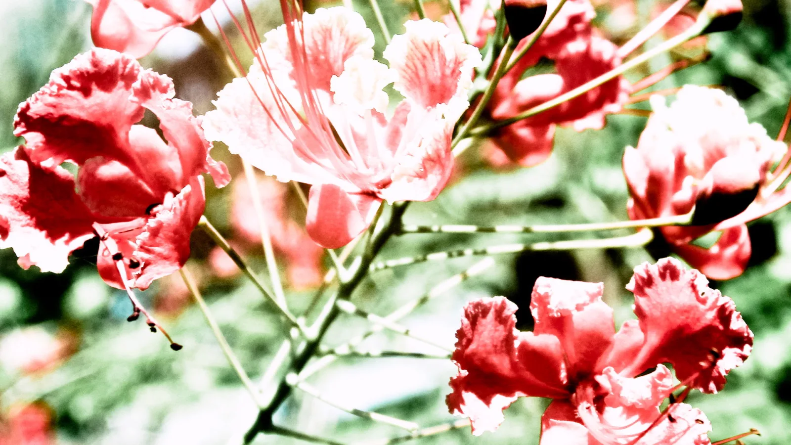 Nahaufnahme mehrerer roter, gewellter Blüten mit langen, hellen Staubfäden an dünnen Zweigen vor grün verschwommenem Hintergrund.