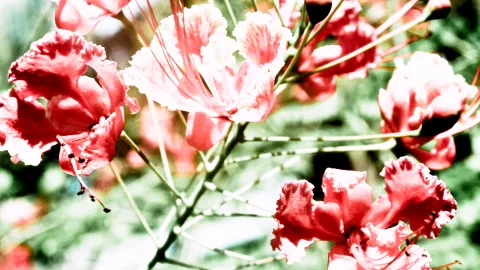 Nahaufnahme mehrerer roter, gewellter Blüten mit langen, hellen Staubfäden an dünnen Zweigen vor grün verschwommenem Hintergrund.