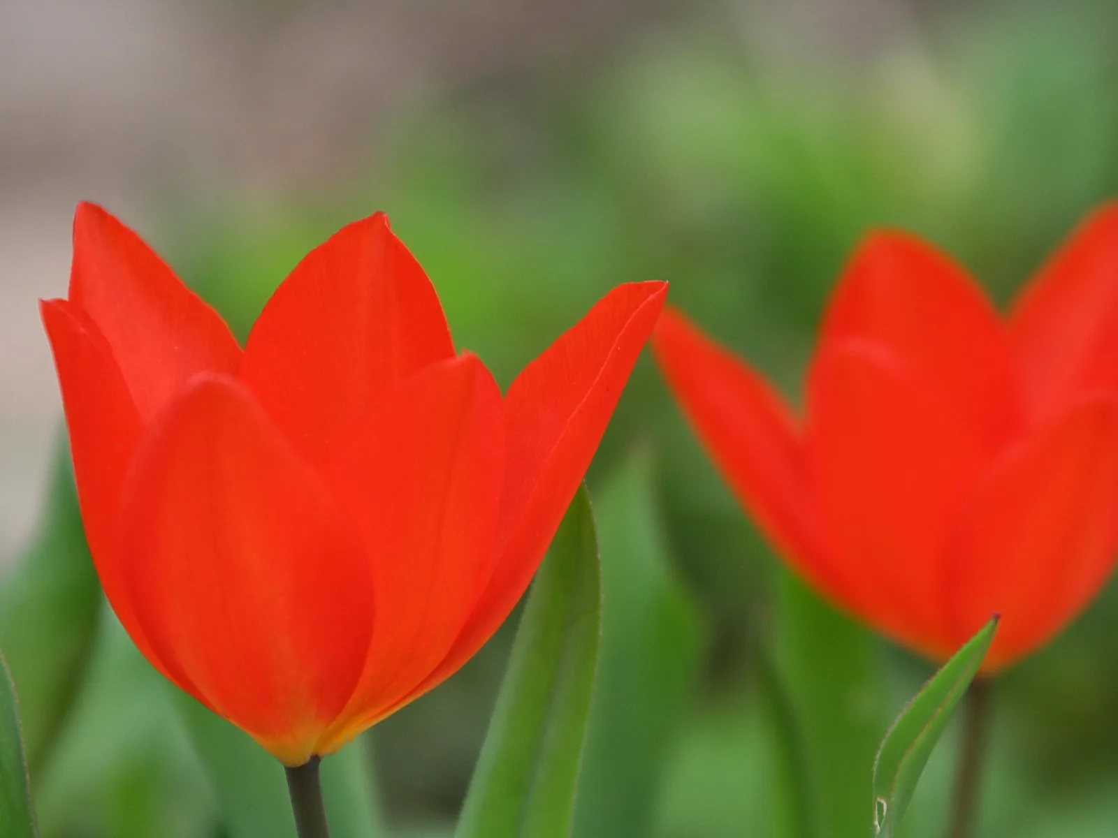 Zwei rote Tulpen vor unscharfem grünem Hintergrund, die vordere Blüte ist scharf im Fokus.