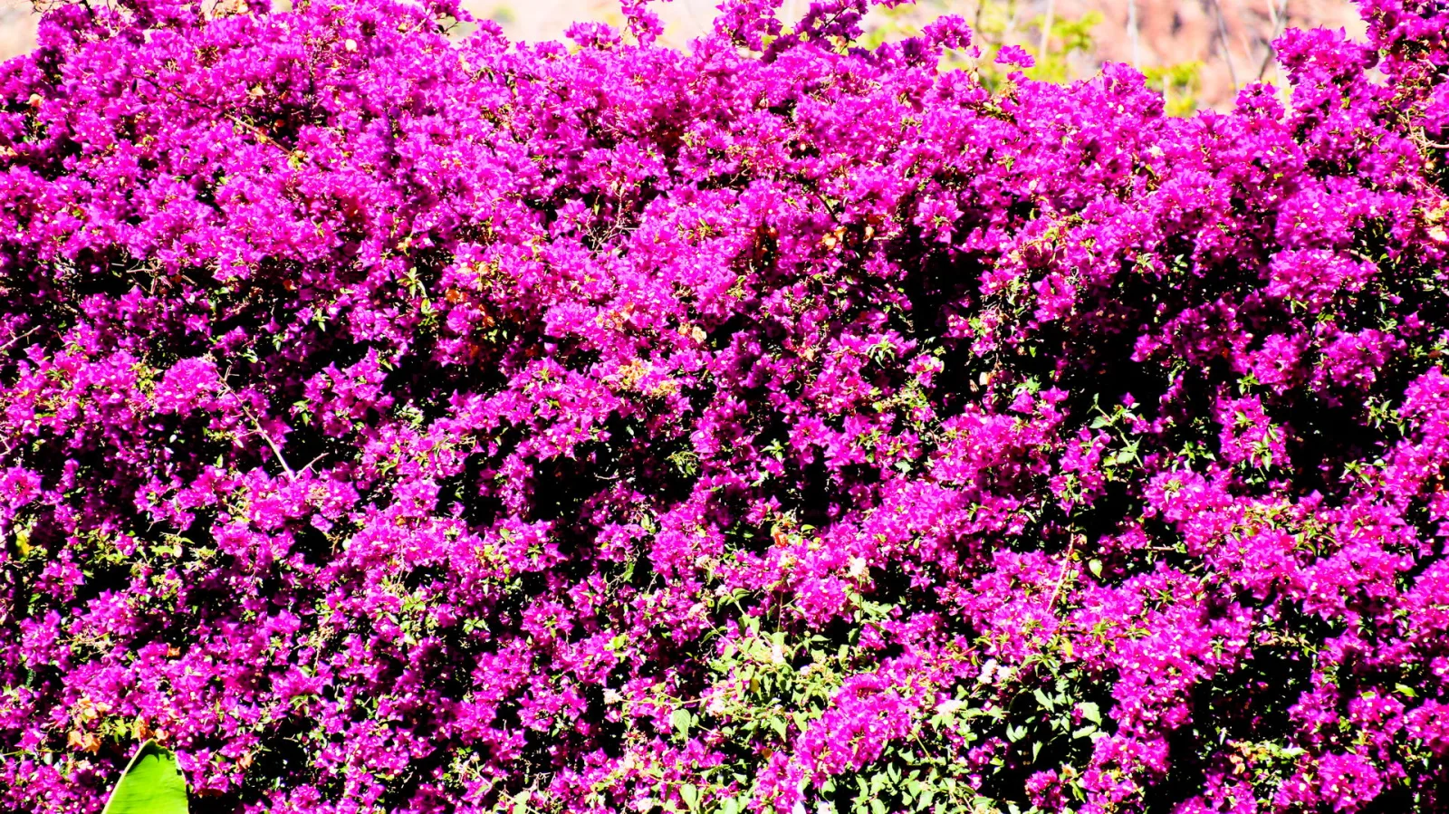 Dichte Hecke aus magentafarbenen Bougainvillea-Blüten, dazwischen dunkle Blätter und Zweige, im Hintergrund verschwommenes Grün und Gestein.