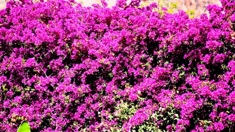 Dichte Hecke aus magentafarbenen Bougainvillea-Blüten, dazwischen dunkle Blätter und Zweige, im Hintergrund verschwommenes Grün und Gestein.