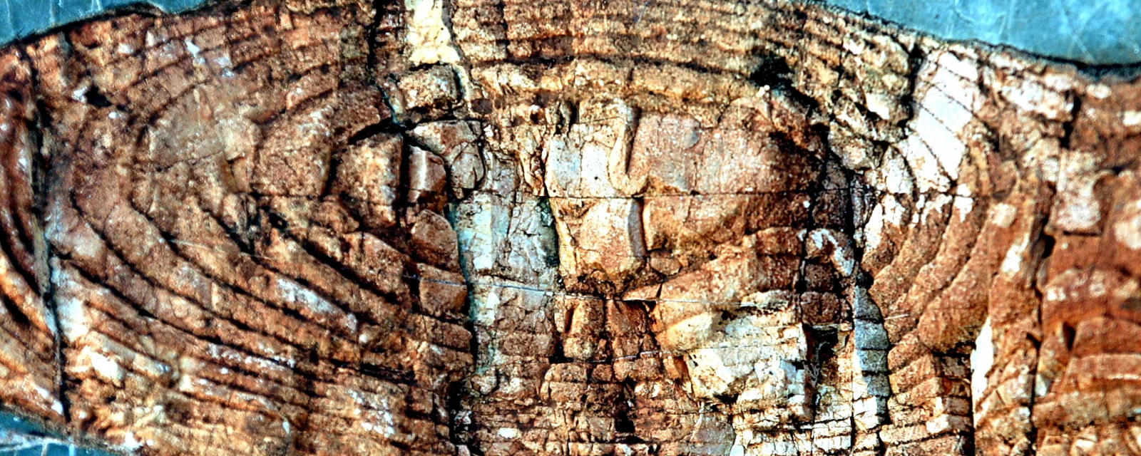 Nahaufnahme einer steinernen Oberfläche mit konzentrischen braunen und grauen Schichtringen und hellen Einschlüssen.