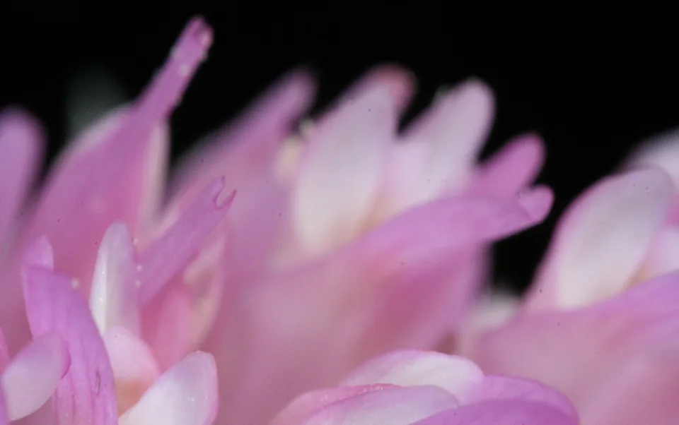 Nahaufnahme rosa und weißer Blütenblätter mit Wassertropfen vor schwarzem Hintergrund, am Bildrand unscharf.