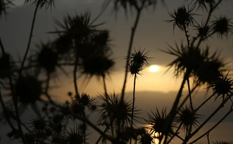 Dunkle Silhouetten stacheliger Disteln vor einem Abendhimmel mit tiefstehender Sonne.