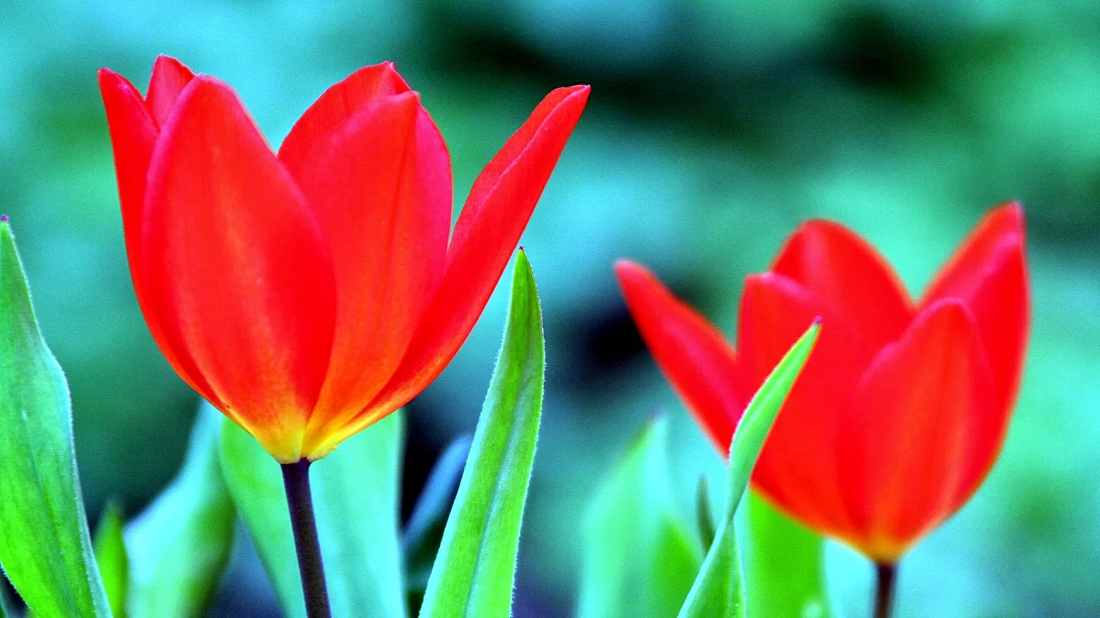 Zwei rote Tulpen mit grünen Blättern vor unscharfem grünem Hintergrund, die linke Tulpe im Vordergrund, die rechte etwas dahinter.