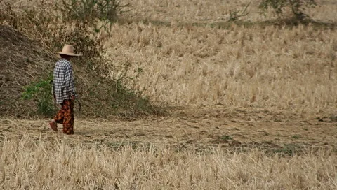 Ein Mann mit Strohhut und kariertem Hemd geht über ein abgeerntetes Feld neben einem grasbewachsenen Erdwall.