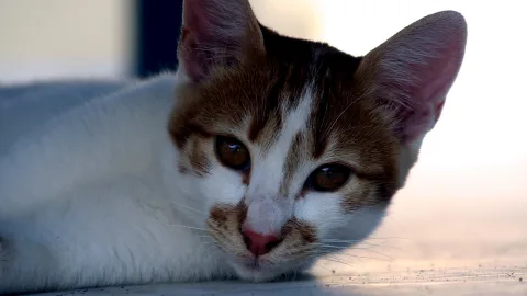 Weiß und braun gefleckte Katze liegt auf einer hellen Fläche und blickt direkt in die Kamera.
