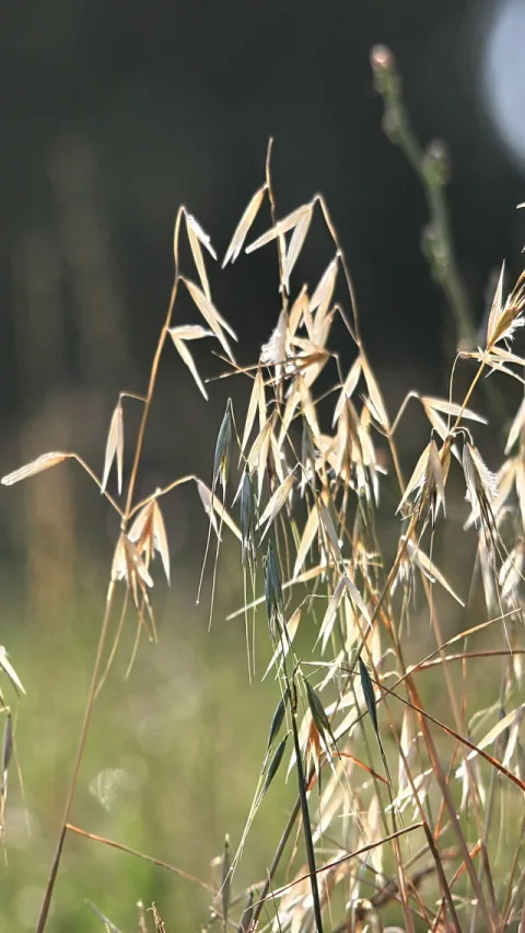 Hochformatfoto von trockenen, goldbraunen Grashalmen mit grünen Halmspitzen im Vordergrund, dahinter unscharfes dunkelgrünes Grün mit Sonnenlicht.