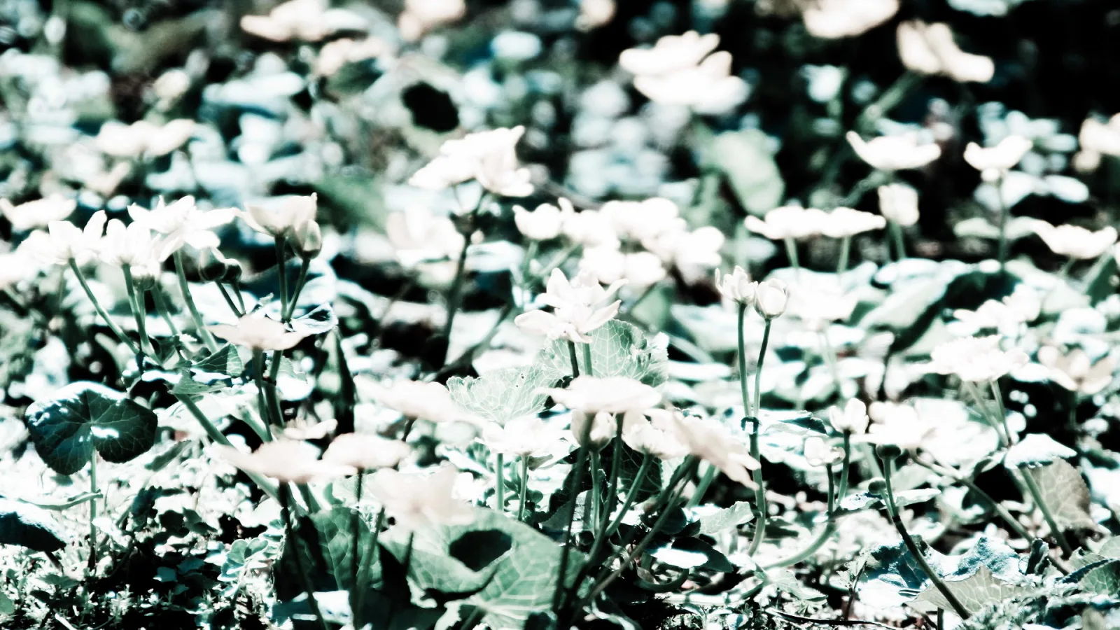 Viele weiße Sumpfdotterblumen mit herzförmigen grünen Blättern auf einer Wiese, im Vordergrund scharf, im Hintergrund unscharf, bläulich-grün getönt.