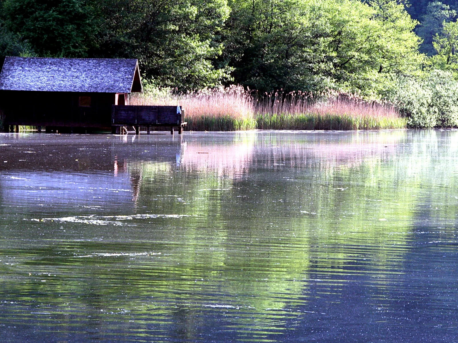 Dunkles Holzbootshaus auf Pfählen am Ufer eines Sees, davor Schilf und grüne Laubbäume, die sich im ruhigen Wasser spiegeln.