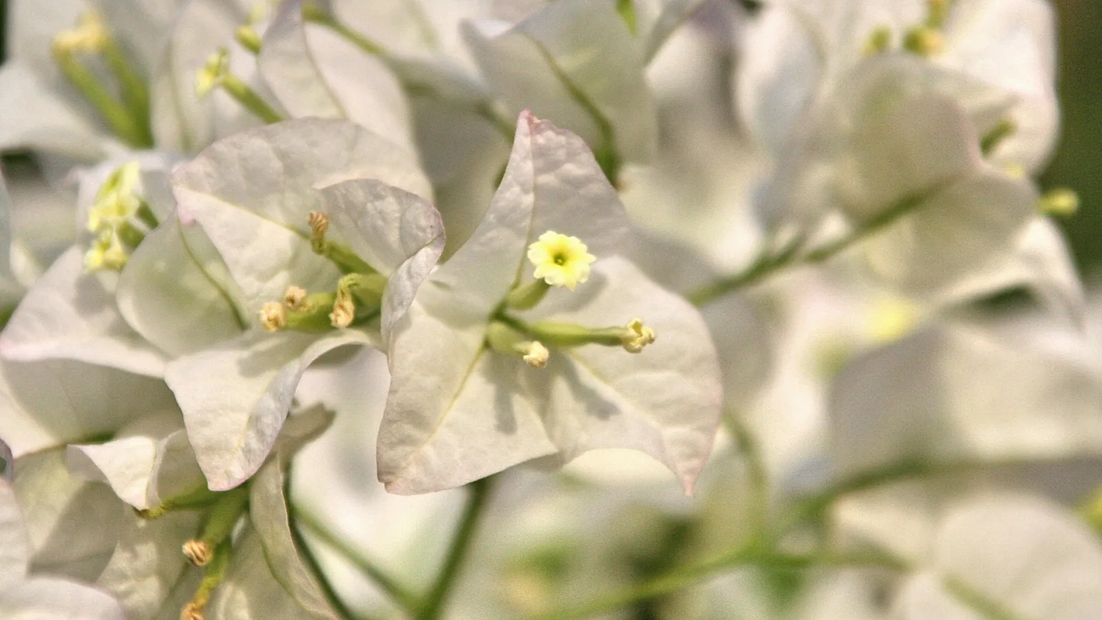 Nahaufnahme weißer Bougainvillea-Blüten mit kleinen gelbgrünen Staubblättern, im Hintergrund unscharfe weiße Blüten und grüne Stiele.