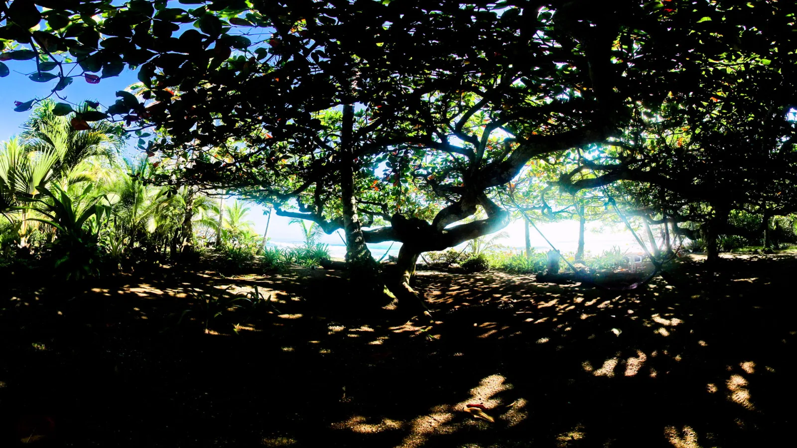 Ein weit ausladender Baum wirft tiefen Schatten auf sandigen Boden, dahinter sind Palmen und blaues Meer zu sehen.