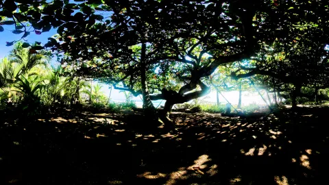 Ein weit ausladender Baum wirft tiefen Schatten auf sandigen Boden, dahinter sind Palmen und blaues Meer zu sehen.