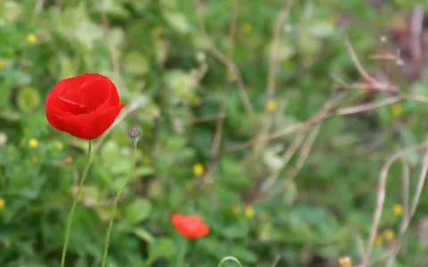 Eine rote Mohnblüte mit langem grünem Stiel vor unscharfem grünem Gras, dahinter ein zweiter Mohn und gelbe Blütenpunkte.